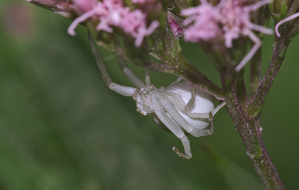 Veränderliche Krabbenspinne