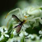 Veränderliche Krabbenspinne