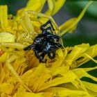 Veränderliche Krabbenspinne