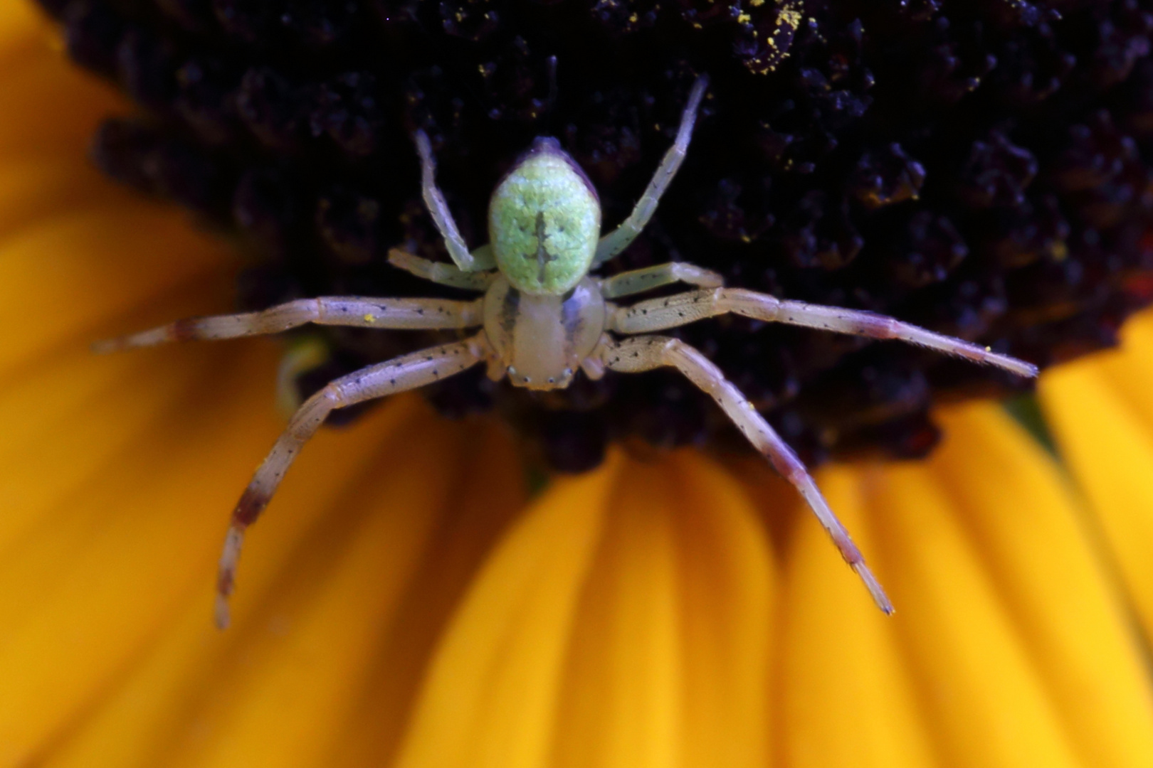 Veränderliche Krabbenspinne