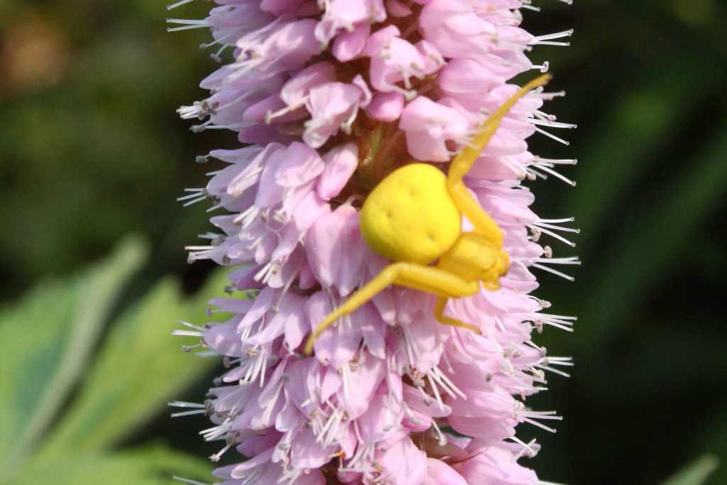 Veränderliche Krabbenspinne