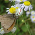 Veränderliche Krabbenspinne