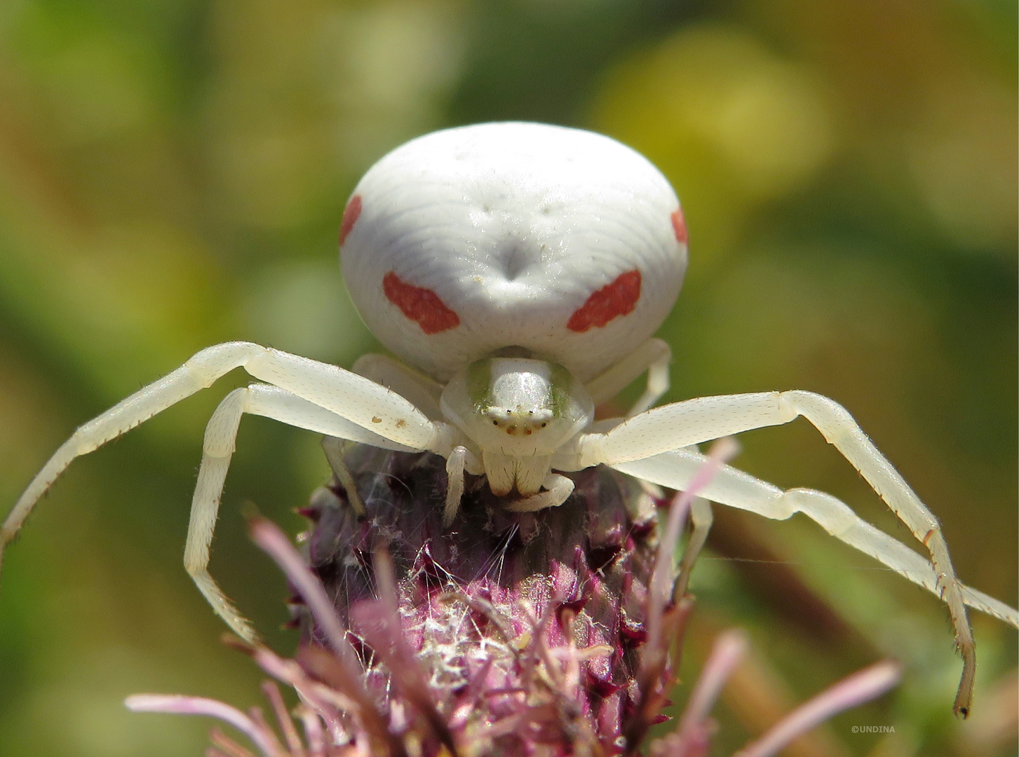 Veränderliche Krabbenspinne