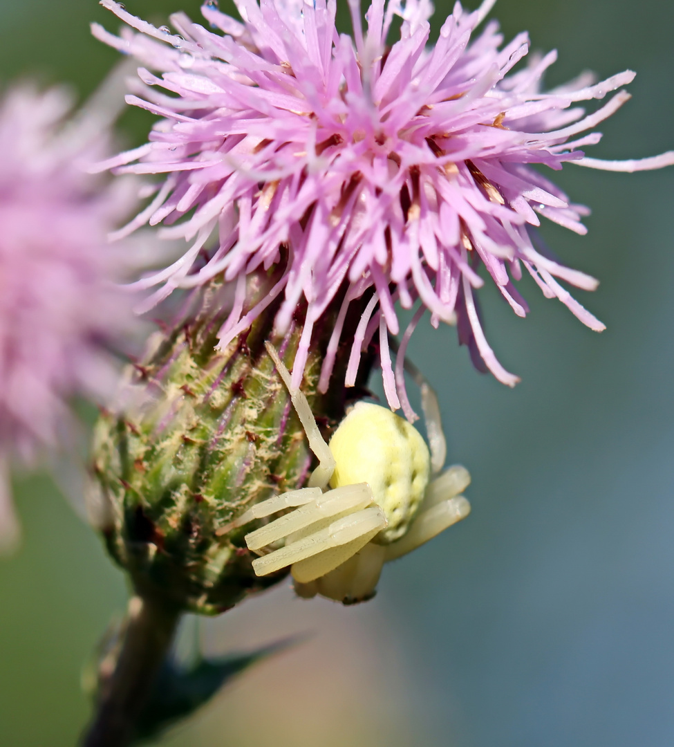 Veränderliche Krabbenspinne