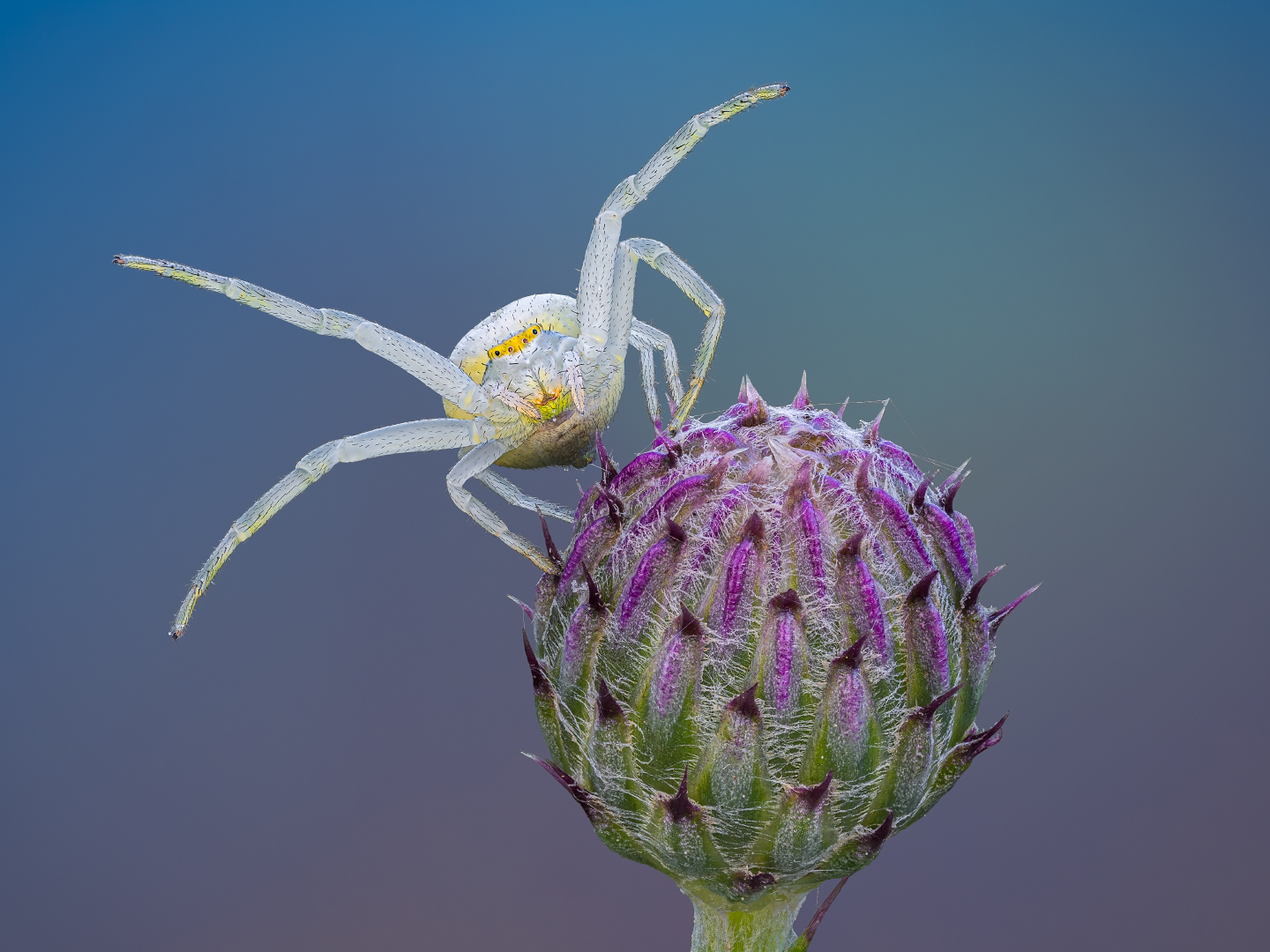 Veränderliche Krabbenspinne