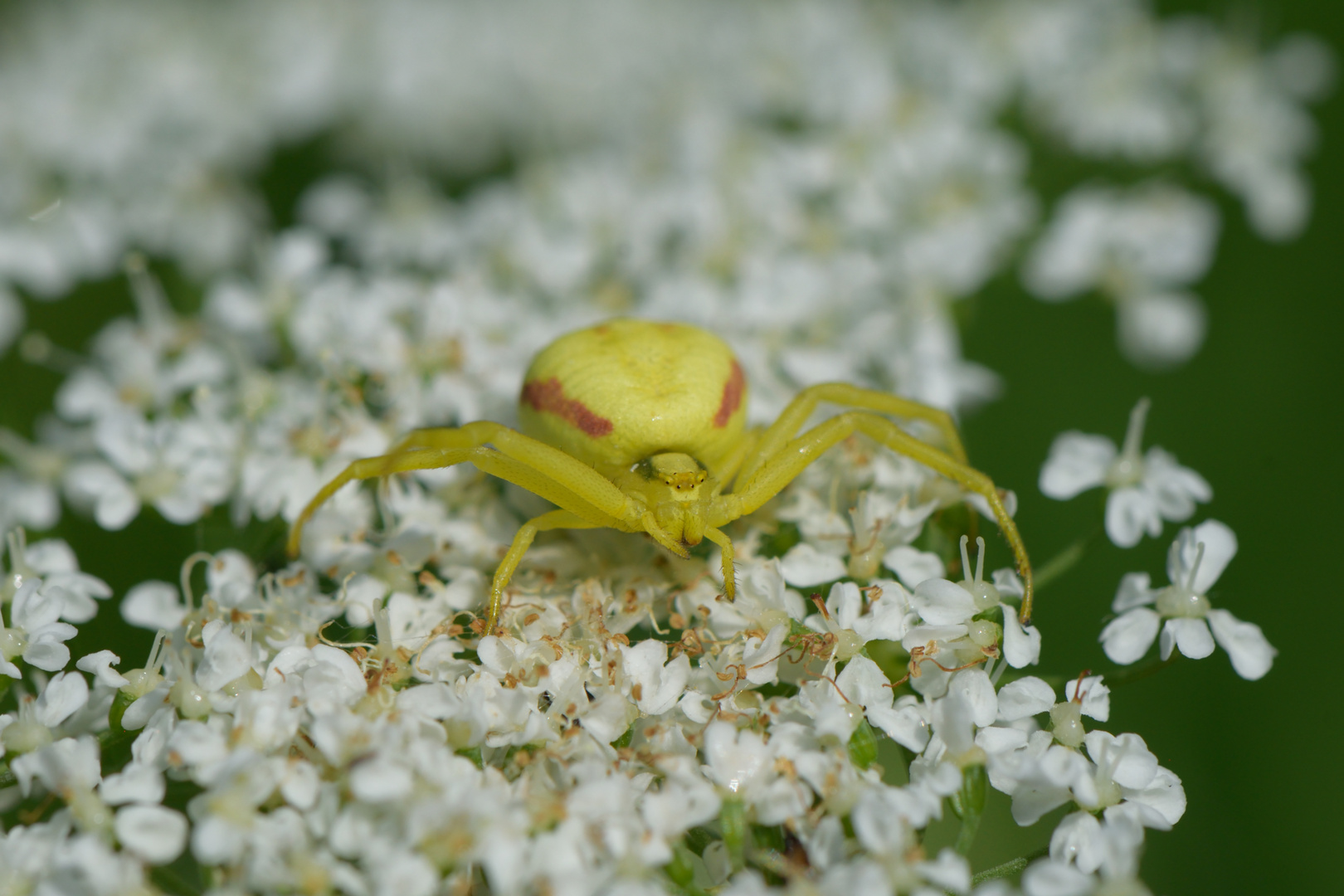 Veränderliche Krabbenspinne