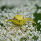 Veränderliche Krabbenspinne