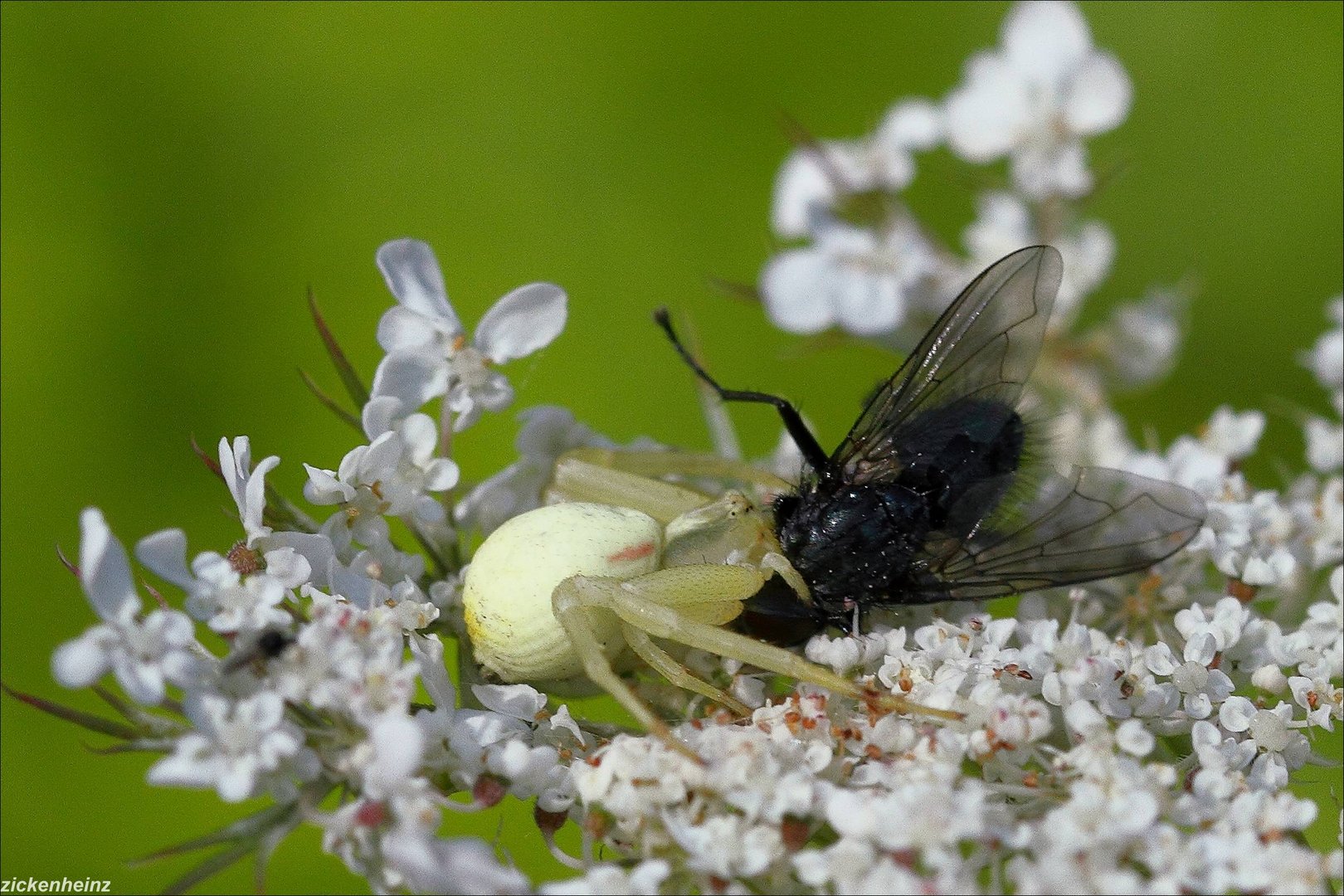 Veränderliche Krabbenspinne