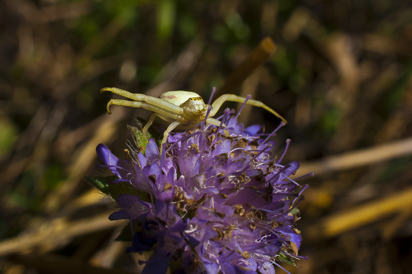 Veränderliche Krabbenspinne