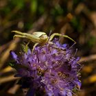 Veränderliche Krabbenspinne