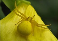 veränderliche Krabbenspinne