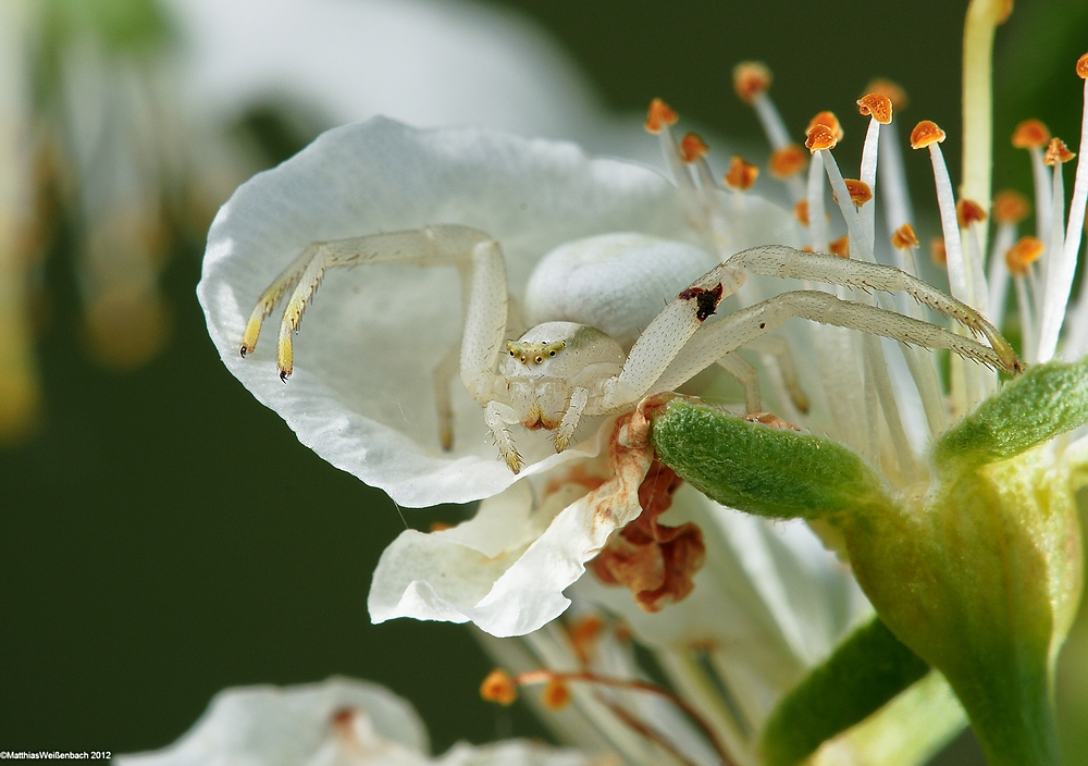 Veränderliche Krabbenspinne