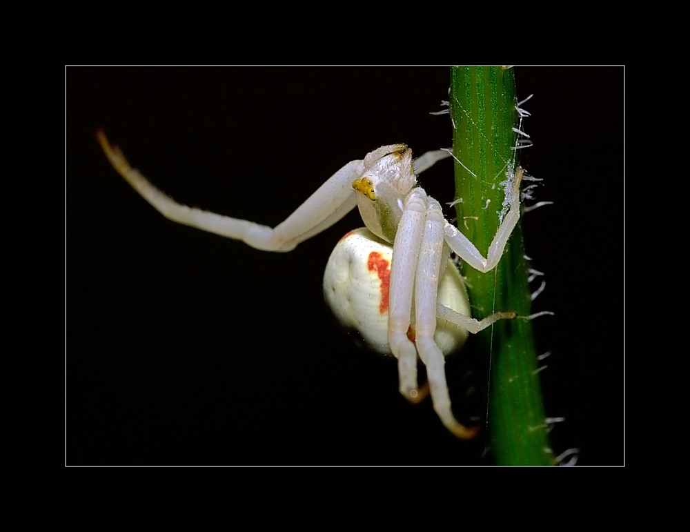 Veränderliche Krabbenspinne