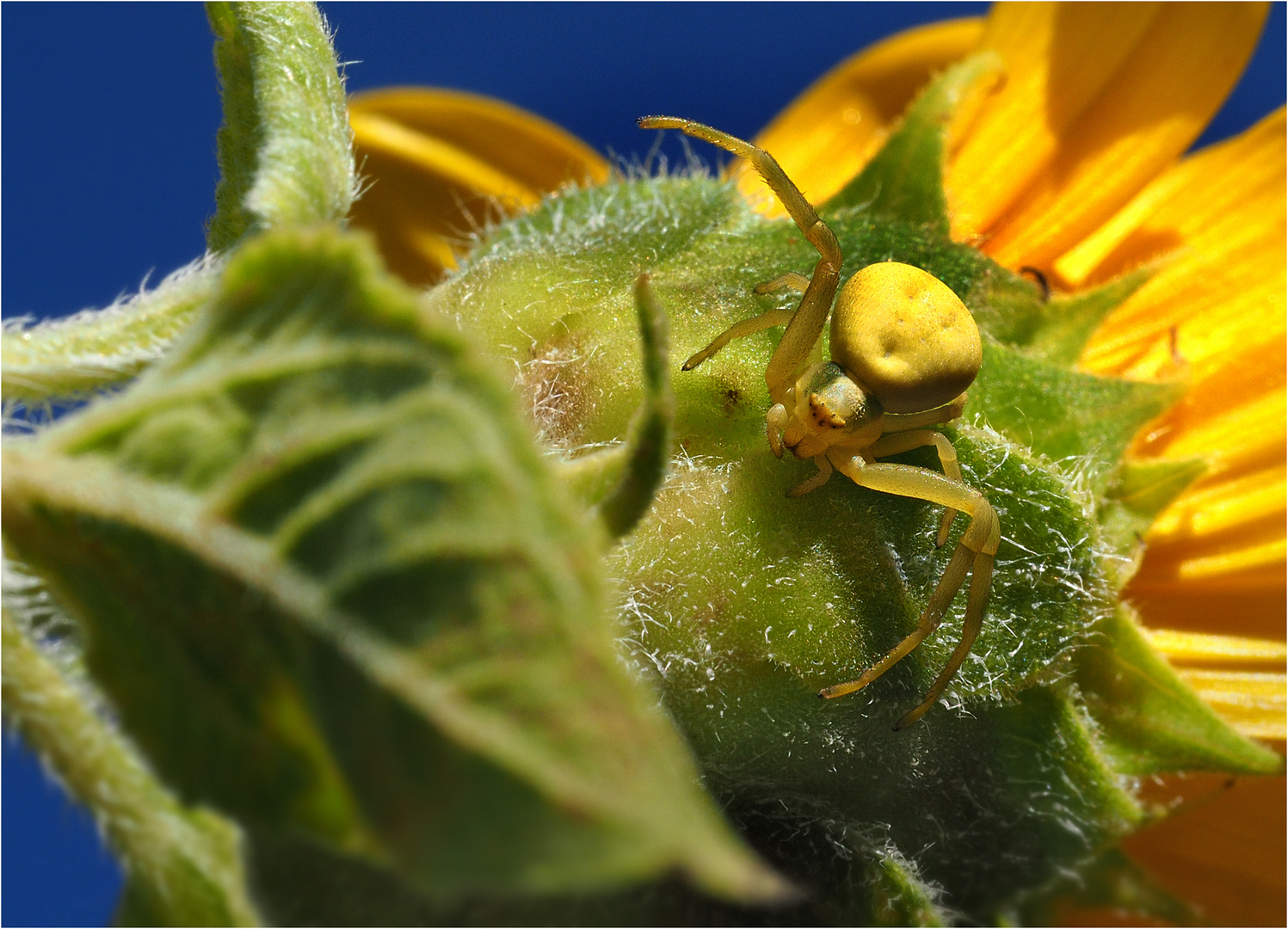 Veränderliche Krabbenspinne