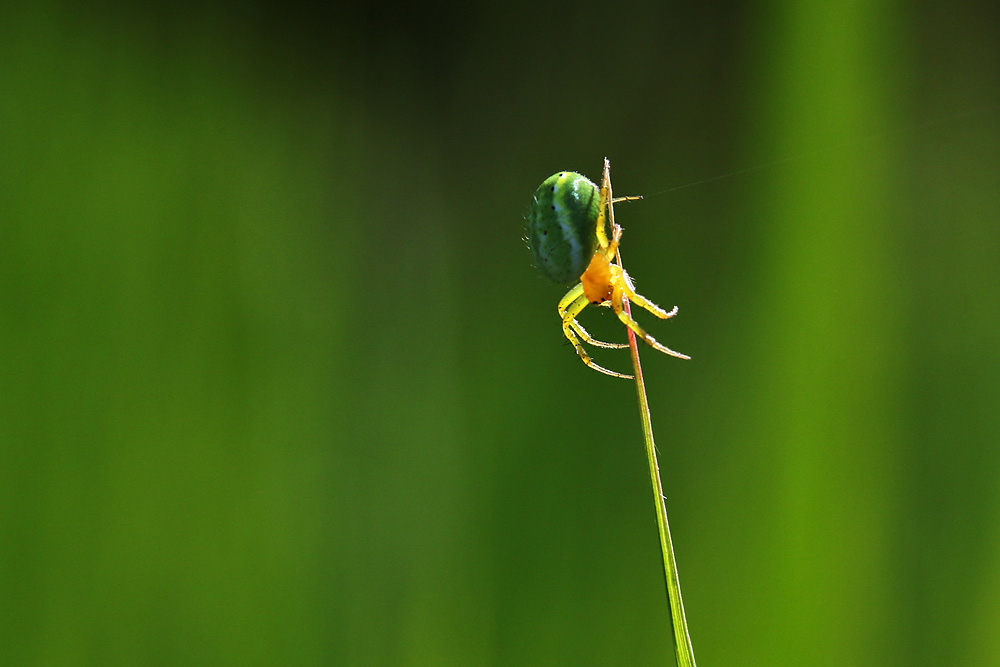 veränderliche Krabbenspinne 