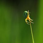 veränderliche Krabbenspinne 