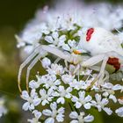 Veränderliche Krabbenspinne