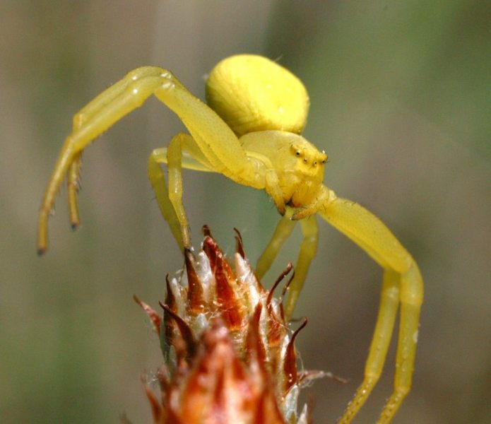 veränderliche Krabbenspinne