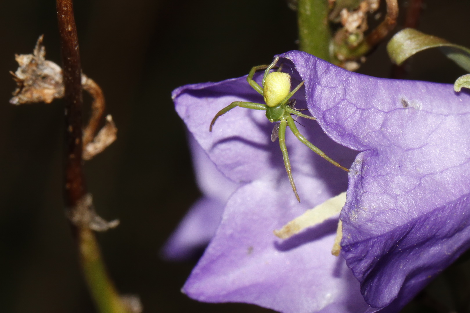 Veränderliche Krabbenspinne