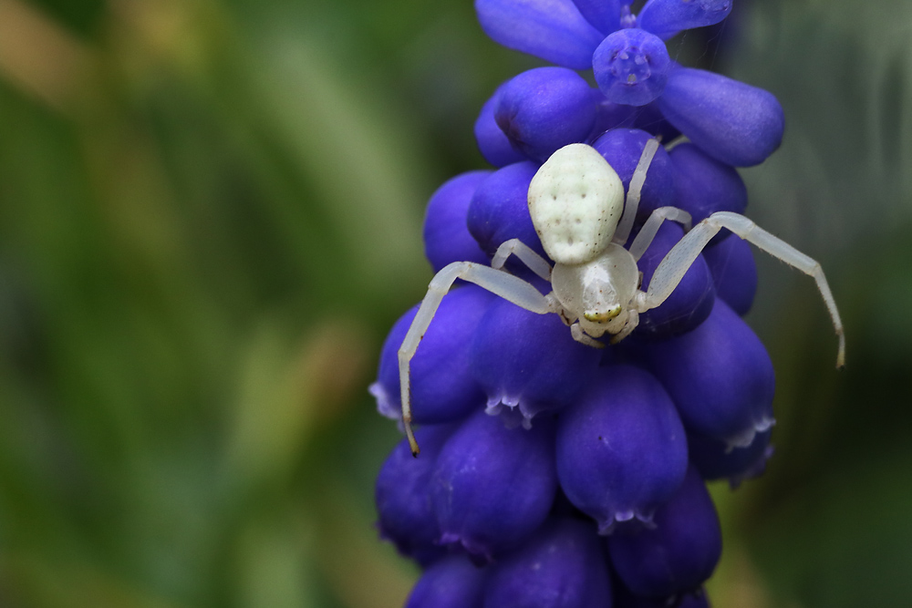 veränderliche Krabbenspinne an einer Traubenhyazinthe