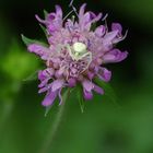 Veränderliche-Krabbenspinne auf einer Wald-Skabiose