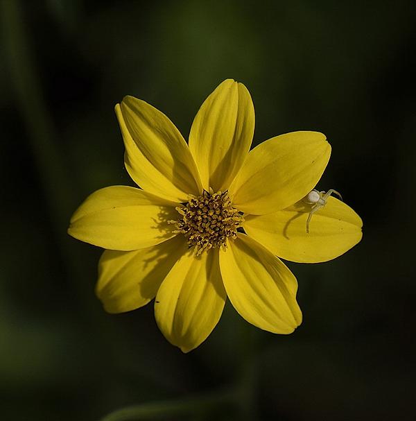 Veränderliche Krabbenspinne auf gelber Blüte