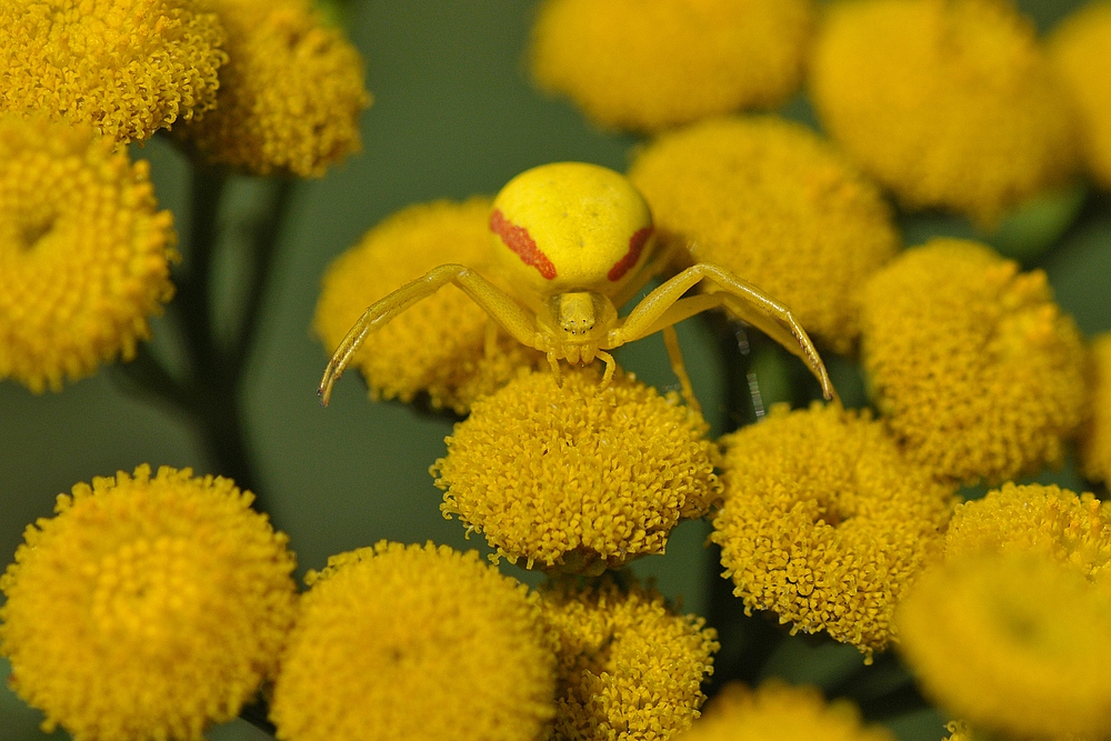 (Veränderliche) Krabbenspinne auf Rainfarn