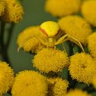 (Veränderliche) Krabbenspinne auf Rainfarn