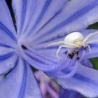 Veränderliche Krabbenspinne auf unserem Agapanthus