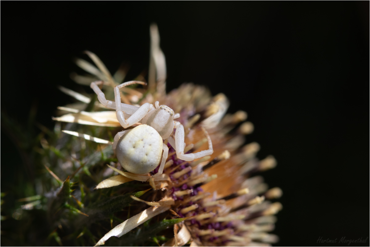 Veränderliche Krabbenspinne