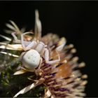 Veränderliche Krabbenspinne