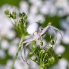 Veränderliche Krabbenspinne