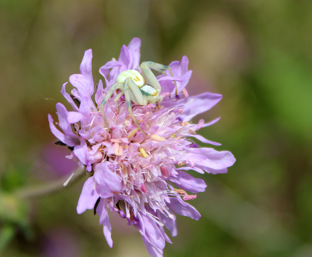  veränderliche Krabbenspinne 