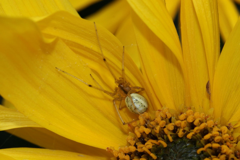 "Veränderliche Krabbenspinne"