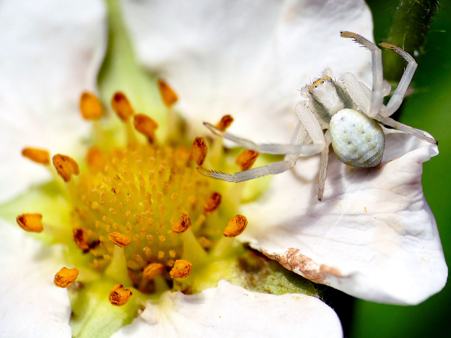 Veränderliche Krabbenspinne