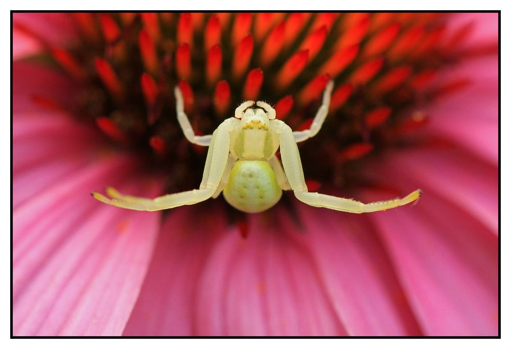 Veränderliche Krabbenspinne