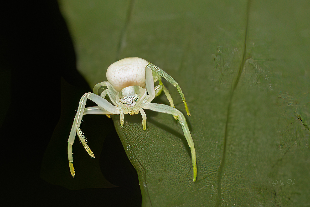 Veränderliche Krabbenspinne 