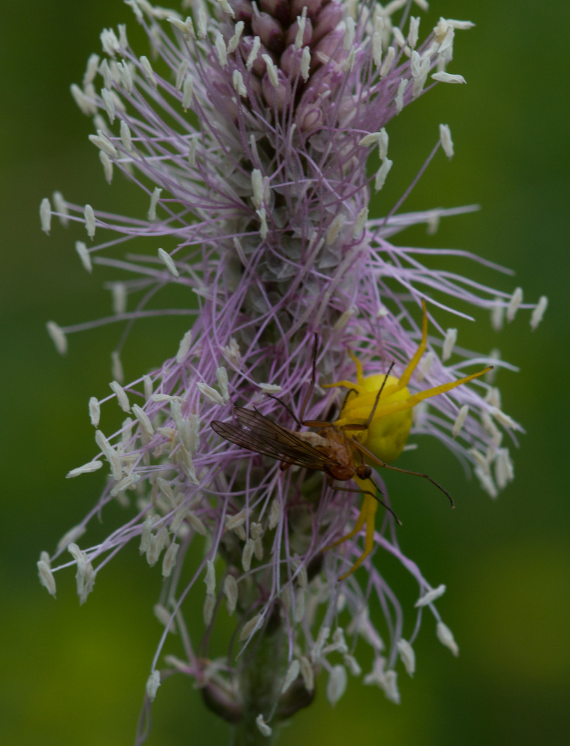 Veränderliche Krabbenspinne beim Frühstück 27.06.2012