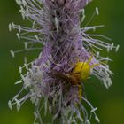 Veränderliche Krabbenspinne beim Frühstück 27.06.2012