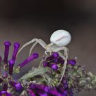 Veränderliche Krabbenspinne 