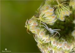 Veränderliche Krabbenspinne