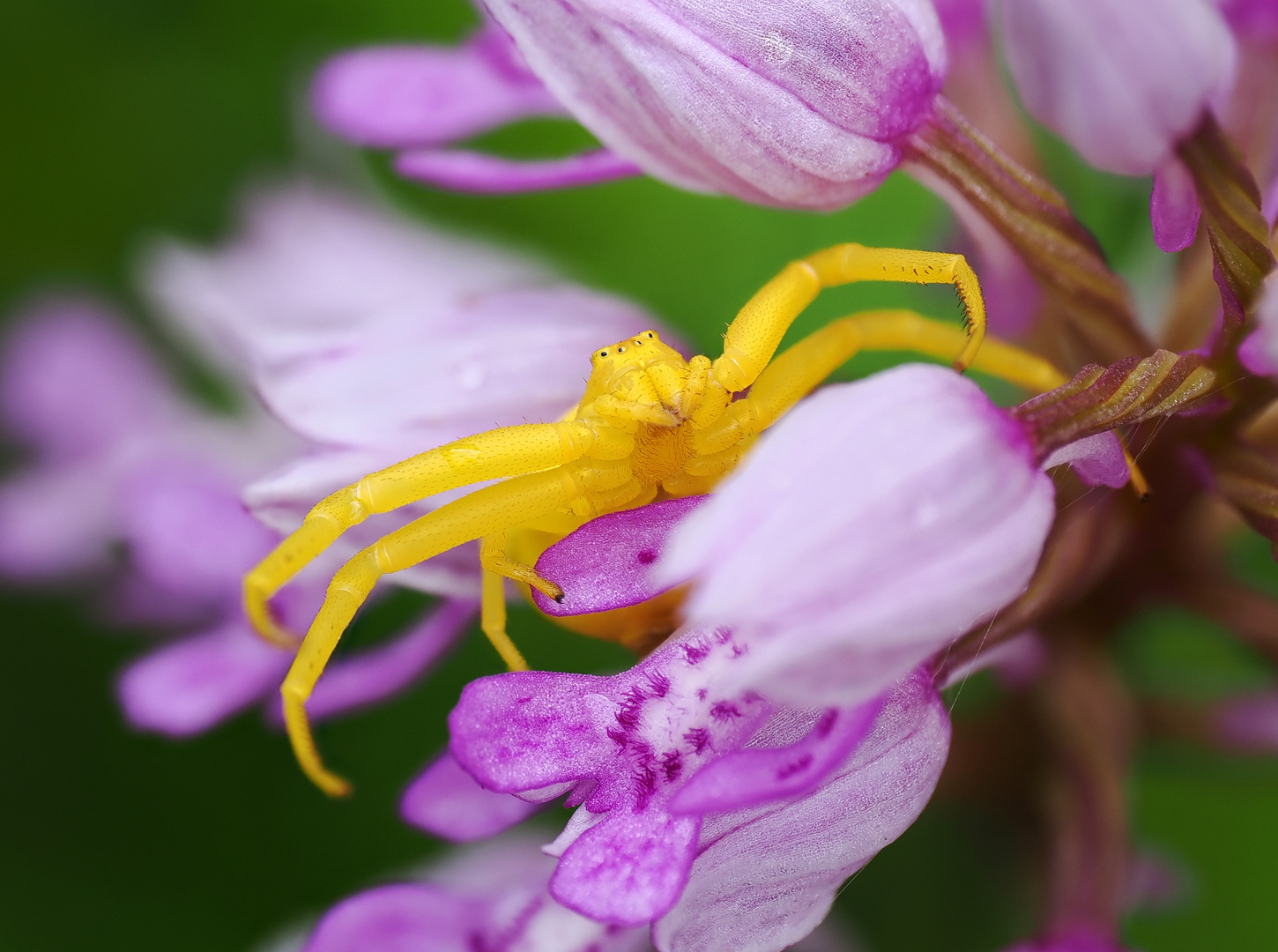 Veränderliche Krabbenspinne