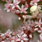 Veränderliche Krabbenspinne