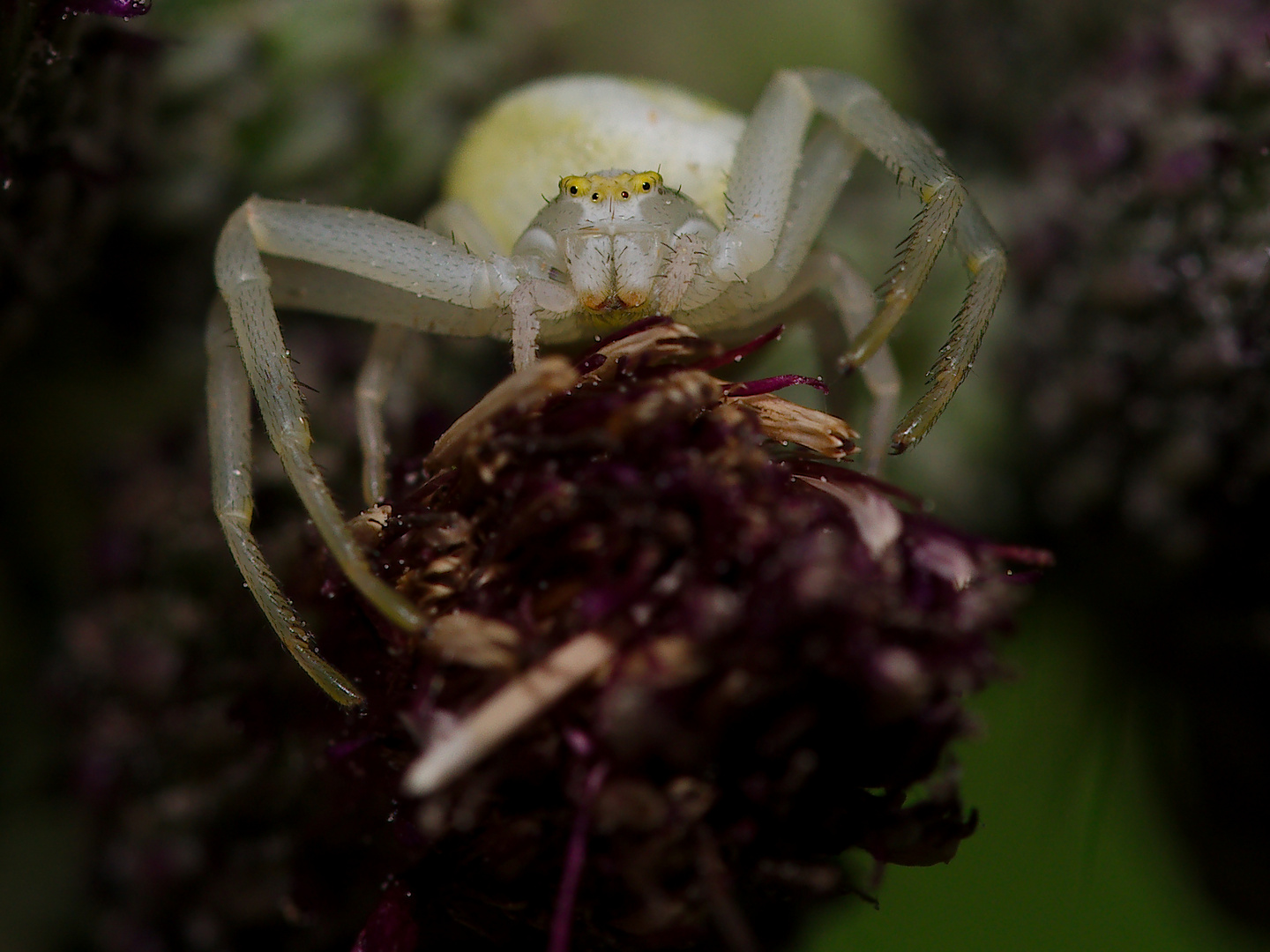 Veränderliche Krabbenspinne