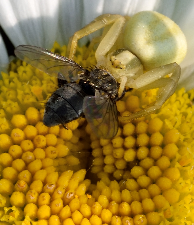 Veränderliche Krabbenspinne 