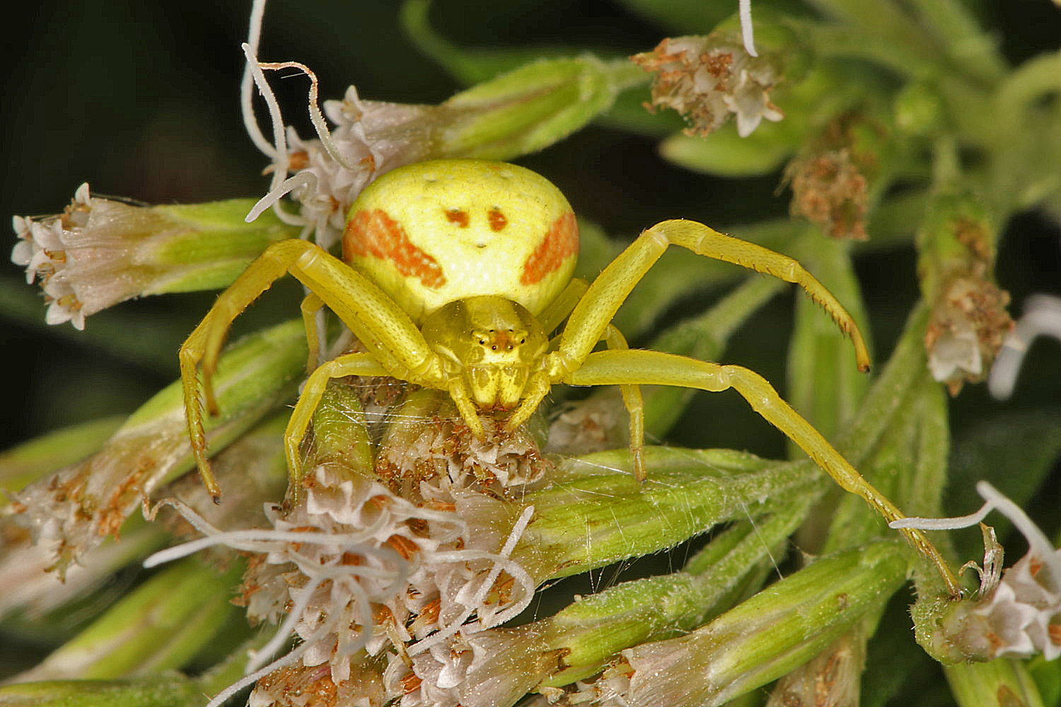 veränderliche Krabbenspinne