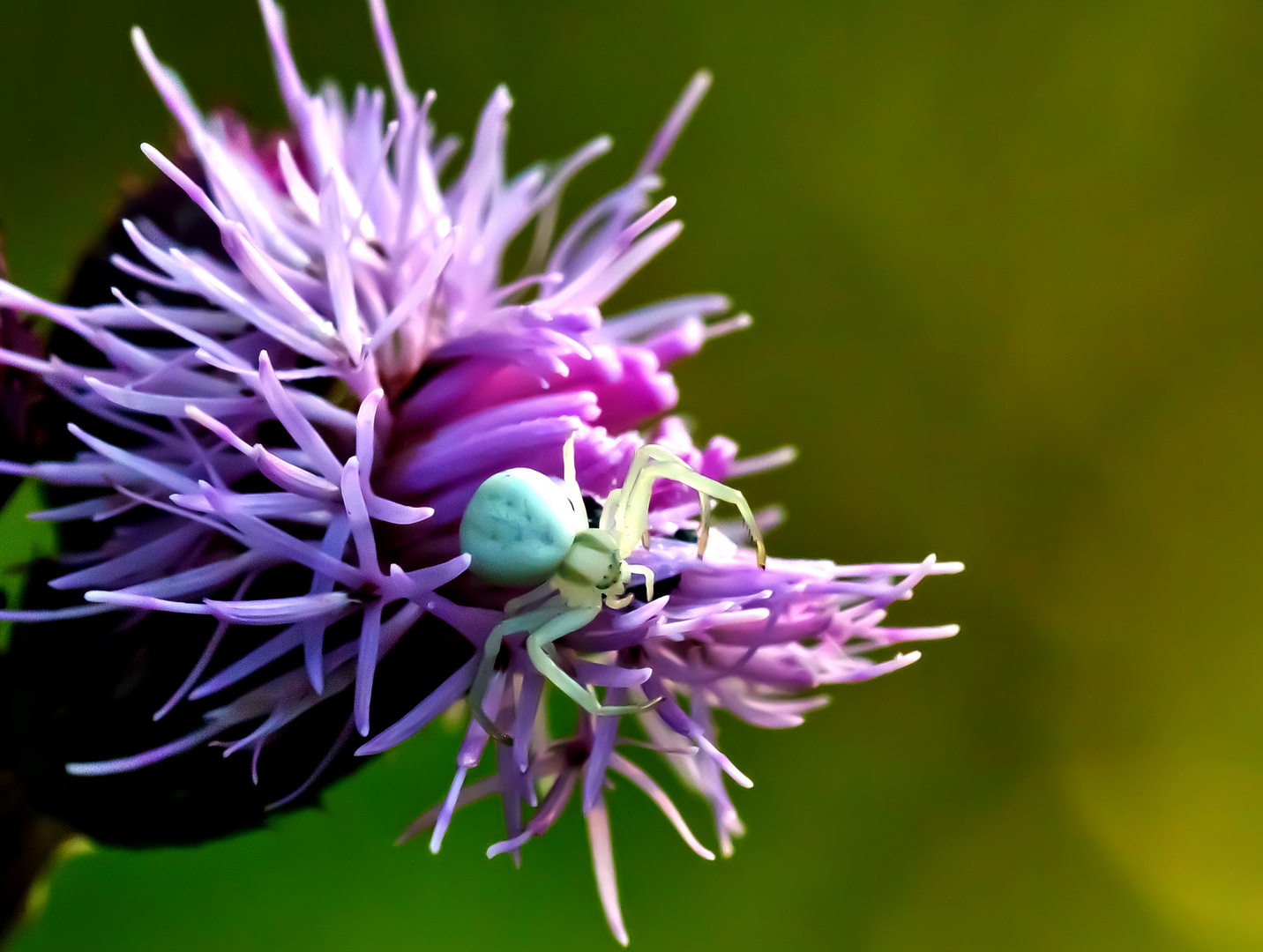 Veränderliche Krabbenspinne