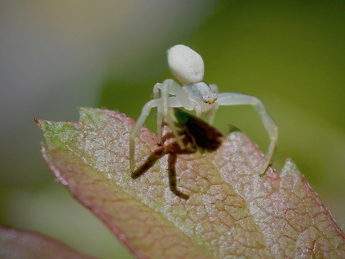 Veränderliche Krabbenspinne