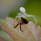 Veränderliche Krabbenspinne