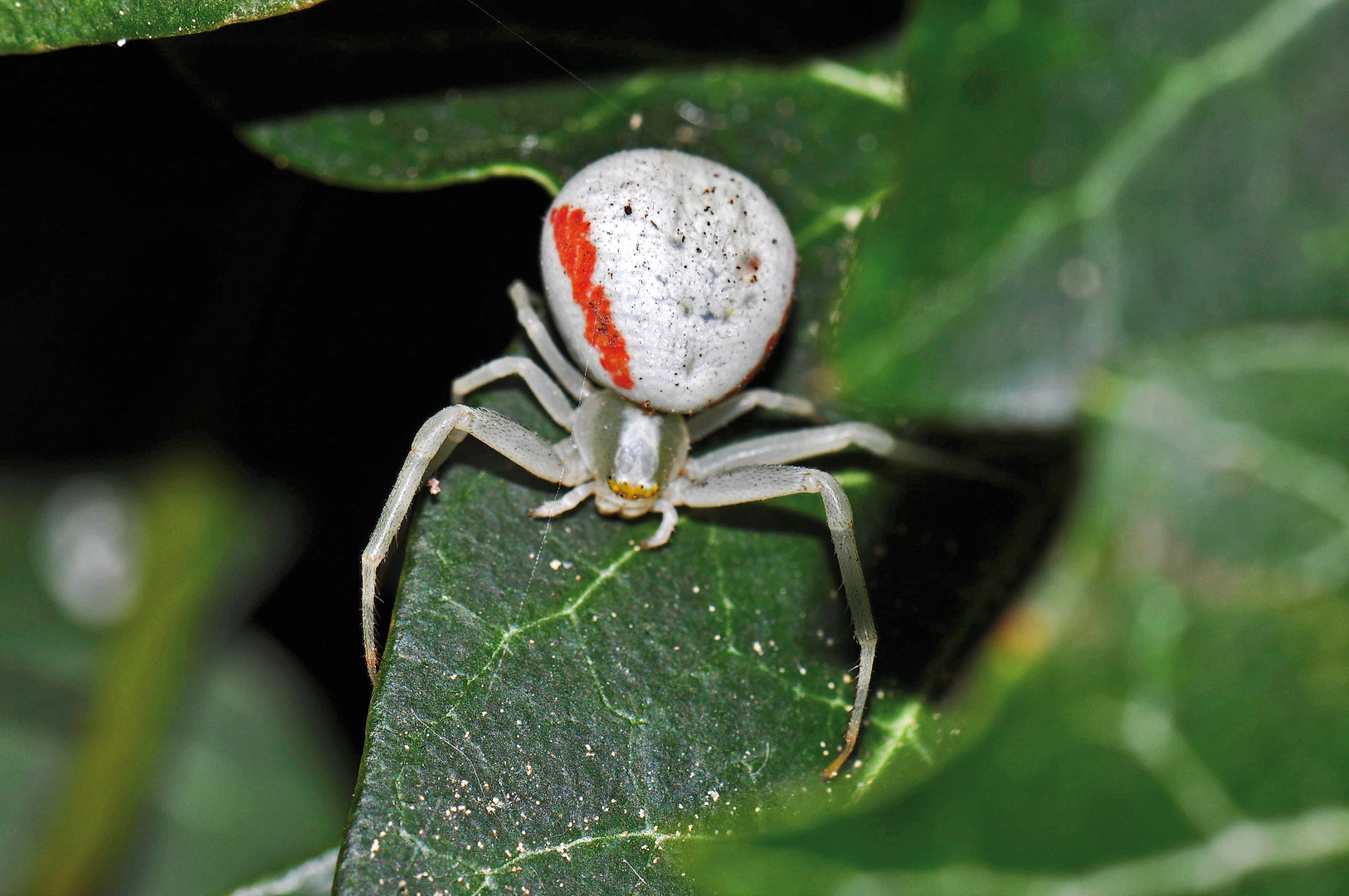 Veränderliche Krabbenspinne